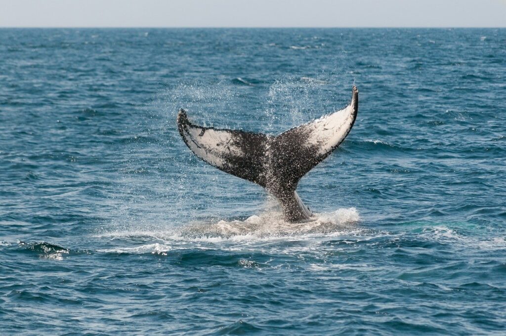 whale, ocean, tail-630256.jpg